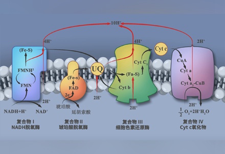 Animation of signalling pathways