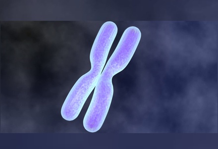 Mitosis animation