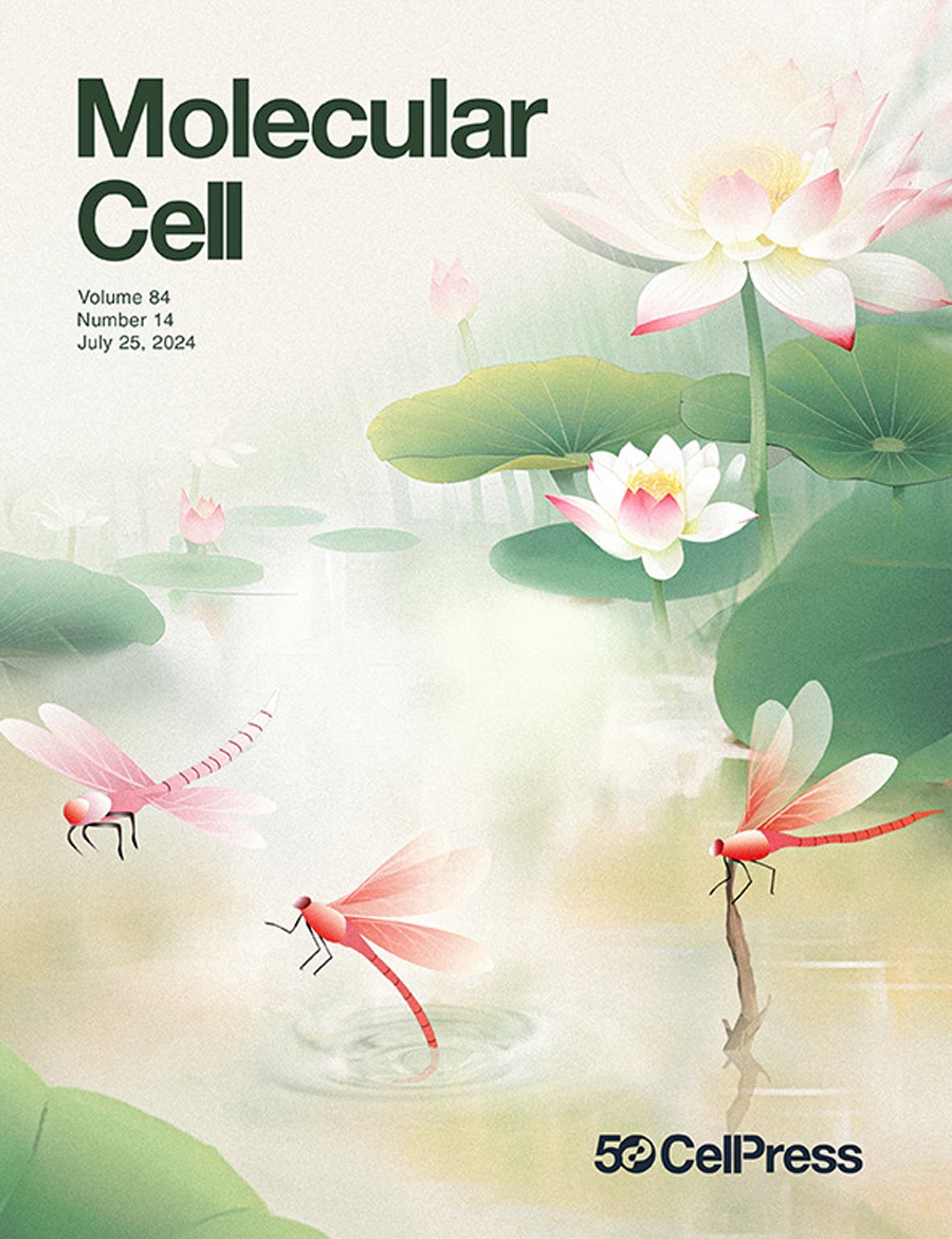 『Cover Story』Mol Cell cover! The miraculous journey of transcriptional activation in morphological changes in embryo implantation!